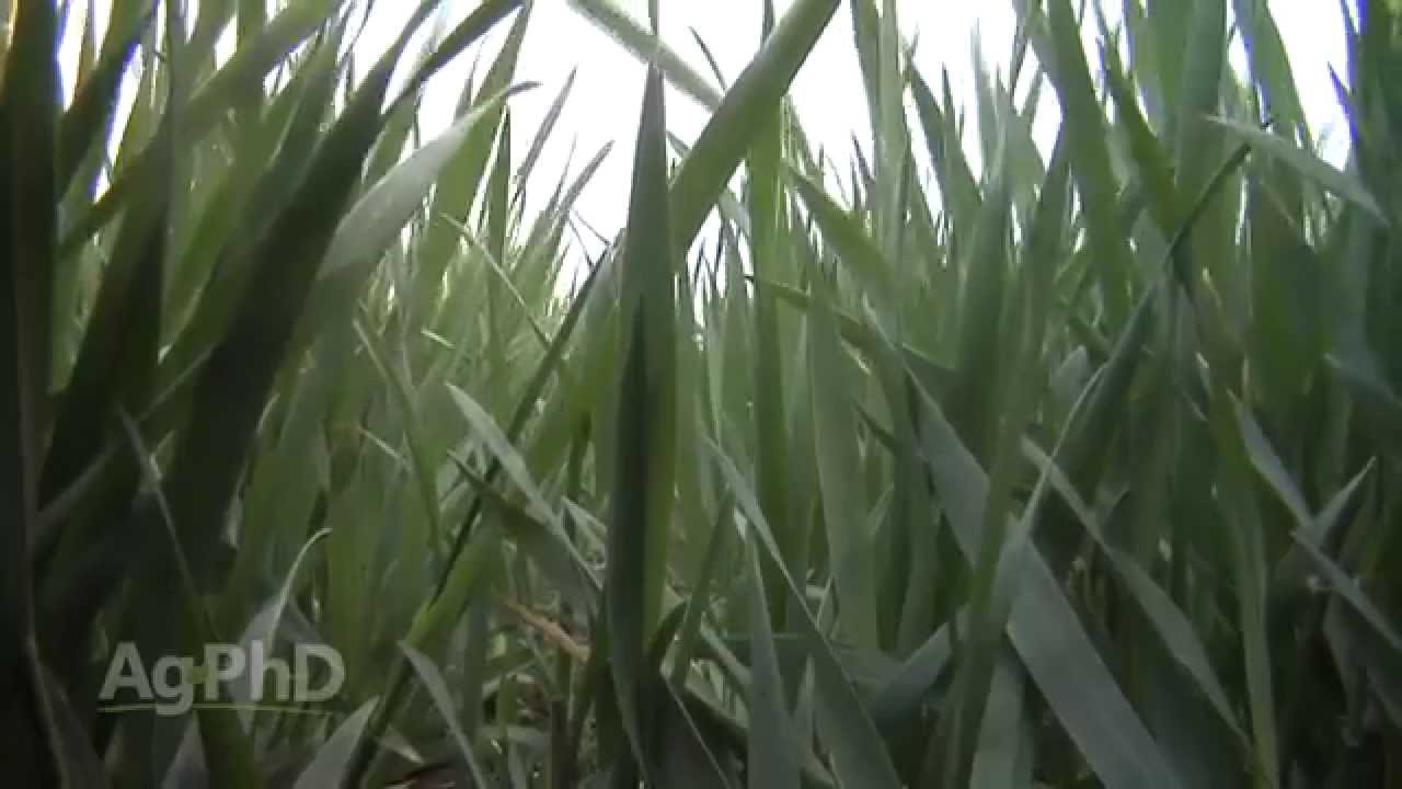 Wheat Fertility Timing and Placement #884 (Air Date 3/15/15)