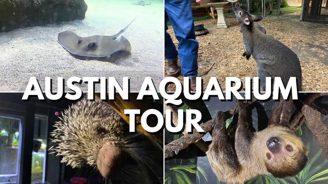 Detailed Austin aquarium tour with all the animals you'll encounter #aquarium #austin #animals