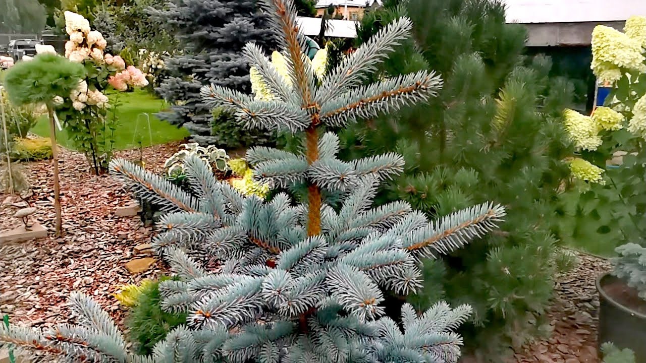 Сравнение Picea pungens Nimetz & Picea pungens Bialobok🌲#PiceapungensNimetz #PiceapungensBialobok