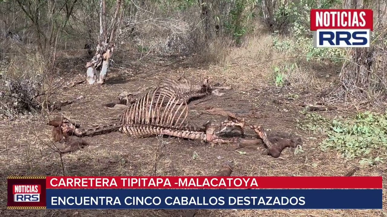 ENCUENTRAS 6 CABALLOS DESTAZADOS EN TIPITAPA 