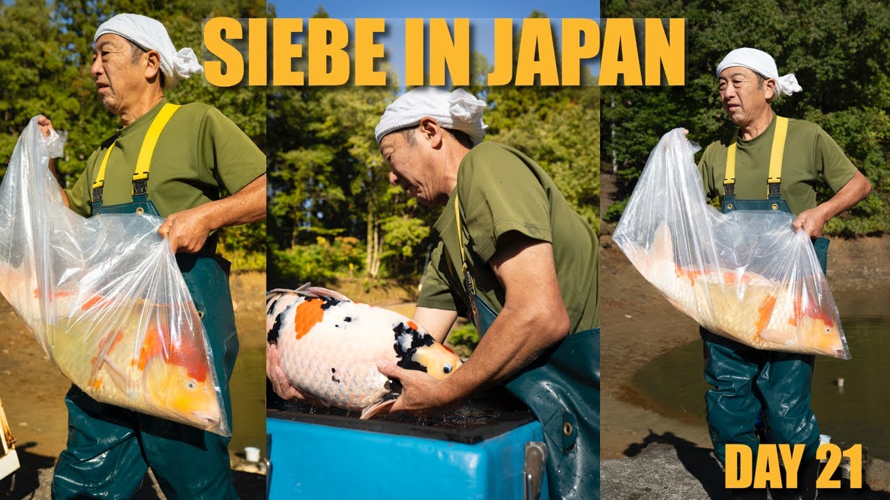 Nogami 3y & 4y Harvest - Hosokai Nisai Selecties | Siebe In Japan Day 21