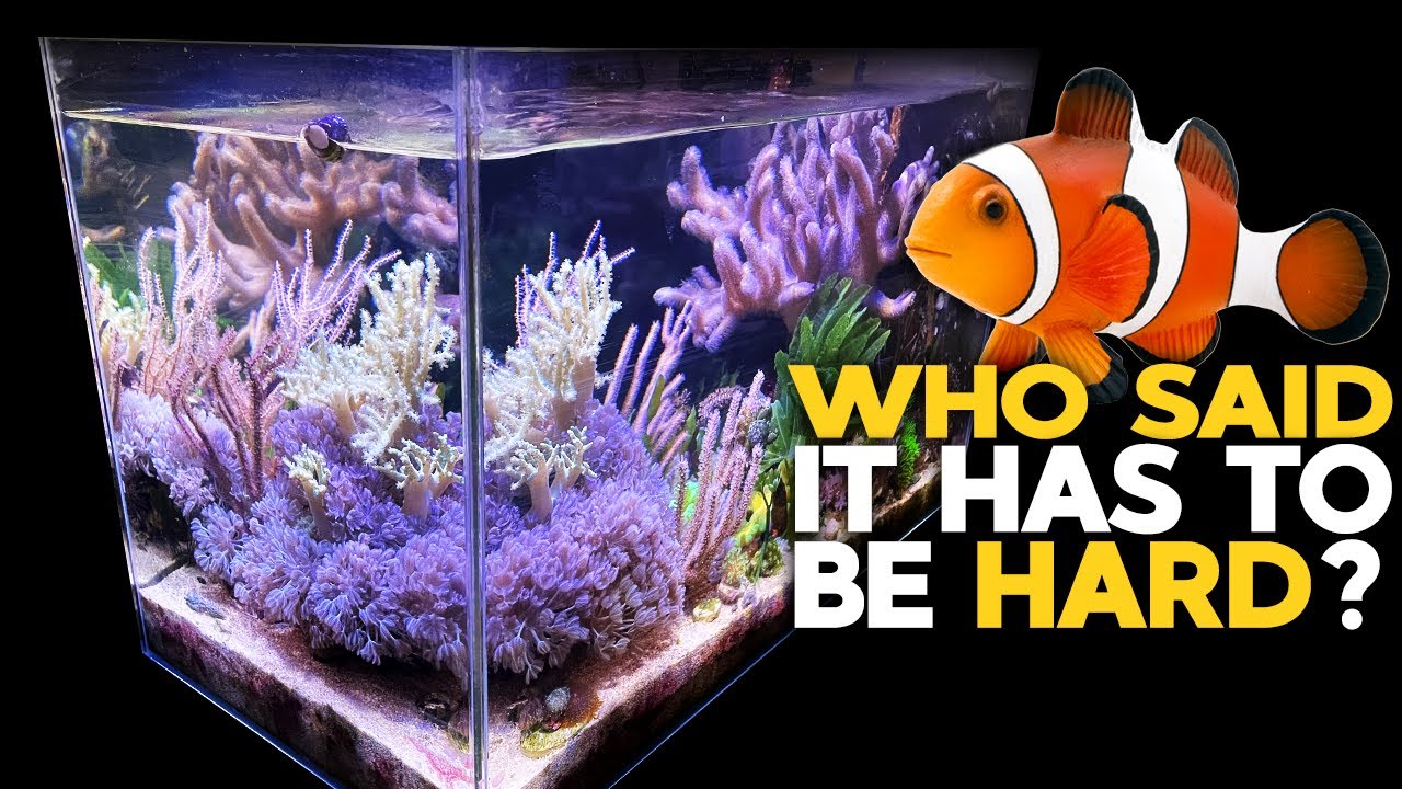 Простой набор для нано-рифового аквариума 2021 🐠 Аквариум с мягкими кораллами / мангровыми заросл...