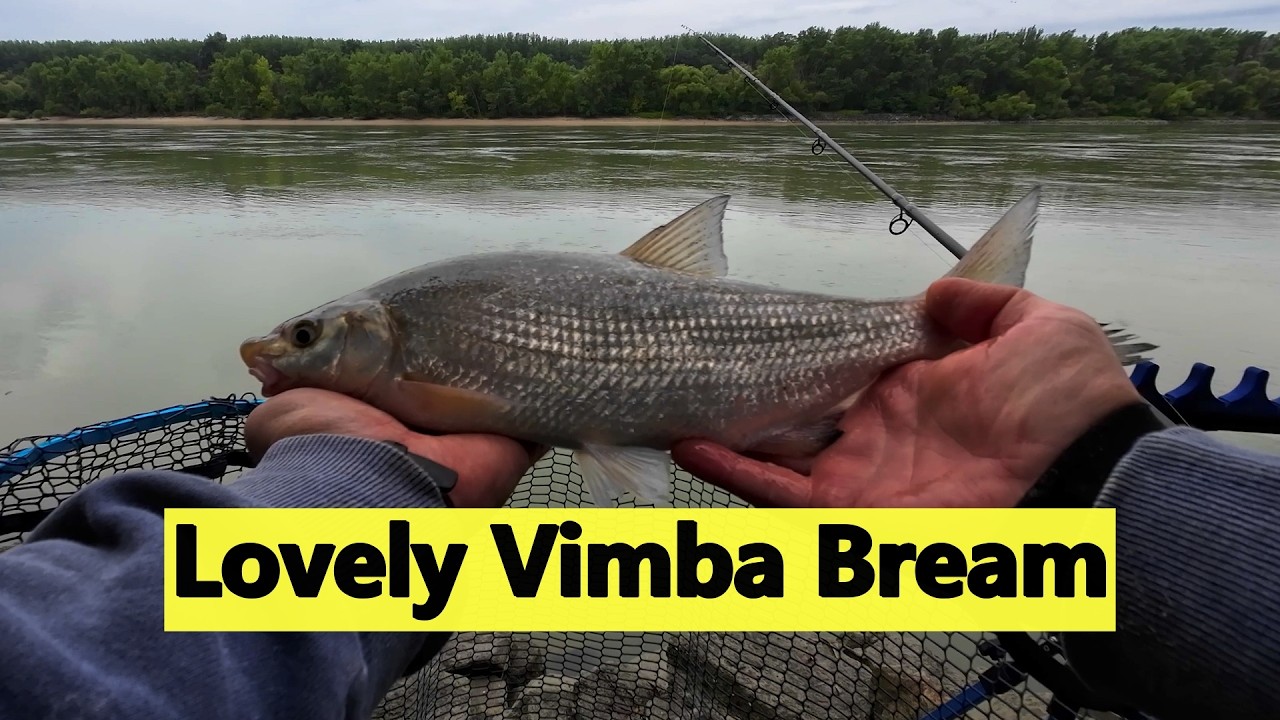Rainy Day Feeder Fishing Trip on the Danube: Catching a Variety of Species.