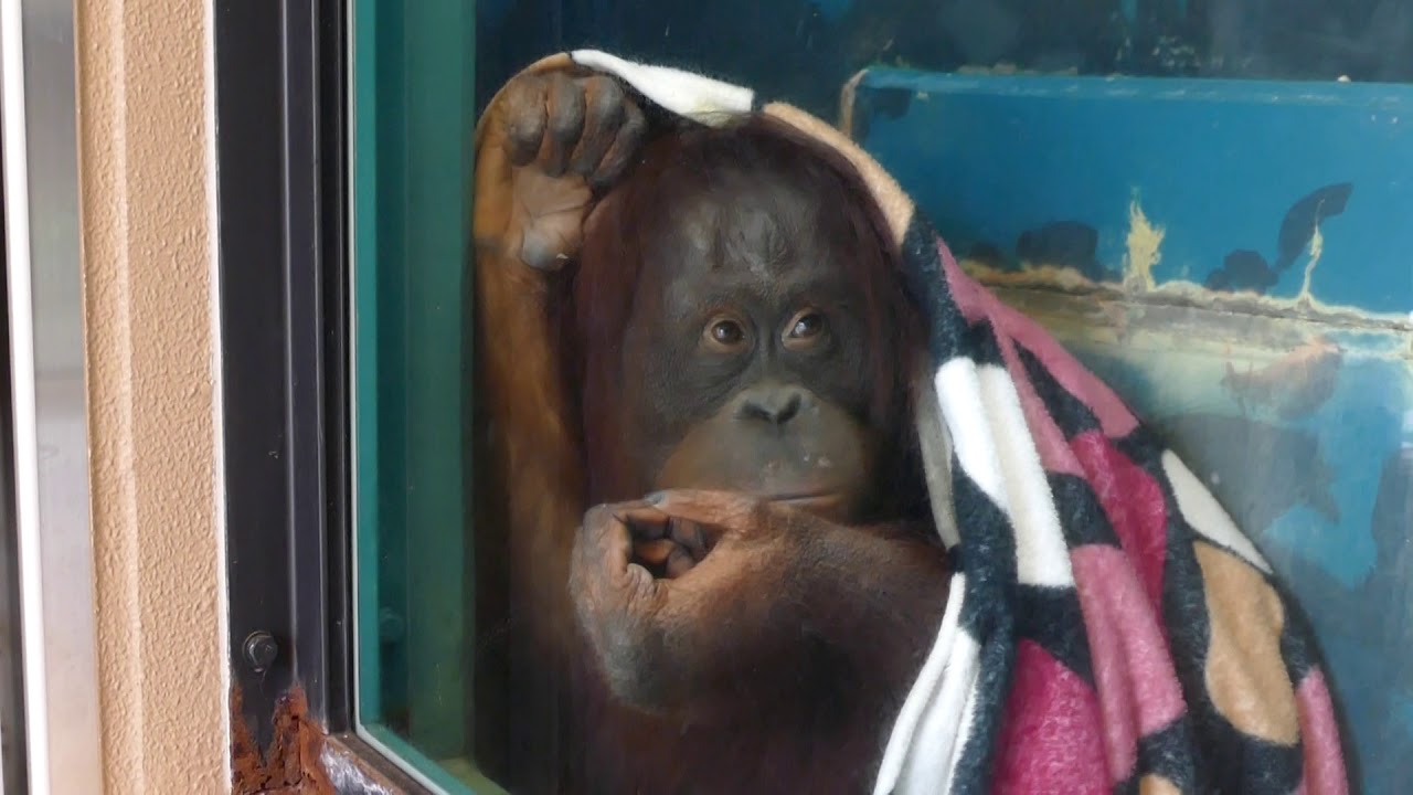 2019.2.9 Orang-utan　オランウータン　ミンピー（12歳メス）　（日本平動物園）