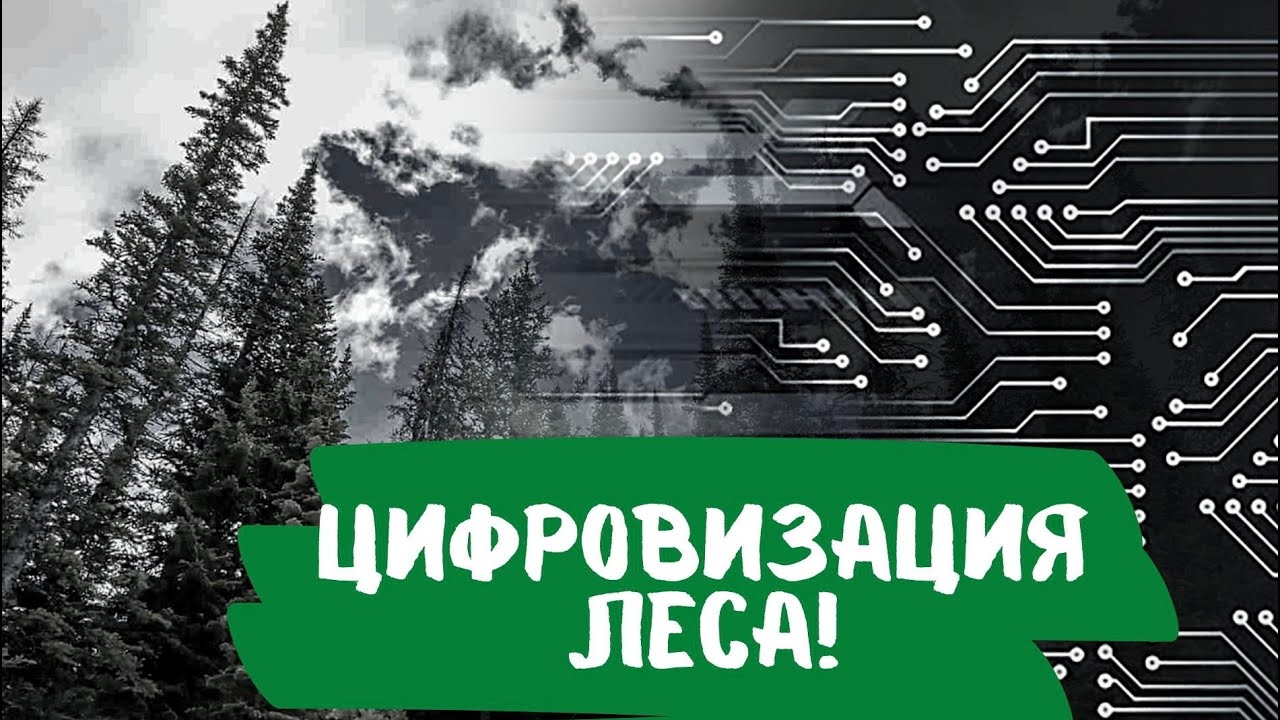 Оцифровка леса?! Росреестр и Рослесхоз