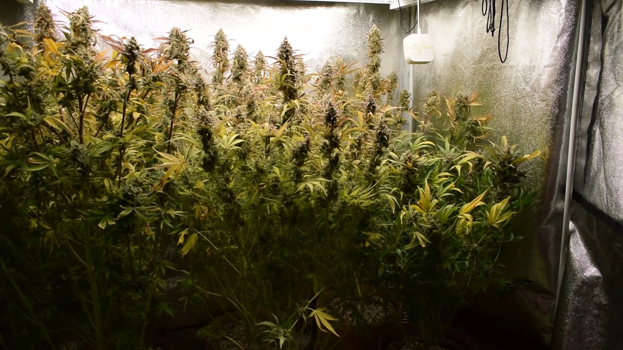 db003 VIVIDGRO GrowMax 320w 4k led super soil (upgraded power supply) video grow update #7