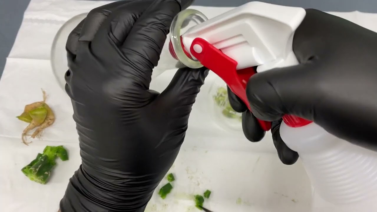 Processing Echinopsis pachanoi and buttons for Tissue culture
