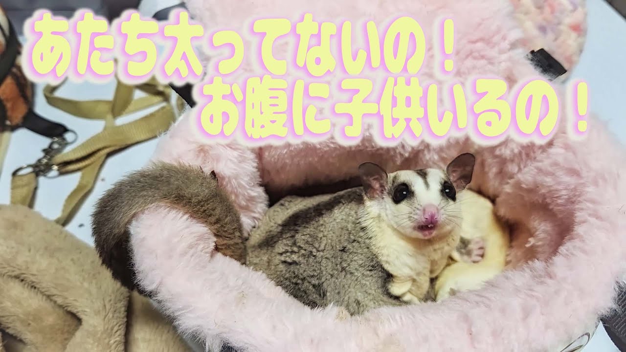 このモモンガただのでっぶぃ？それともお腹に子供がいるっぽい？