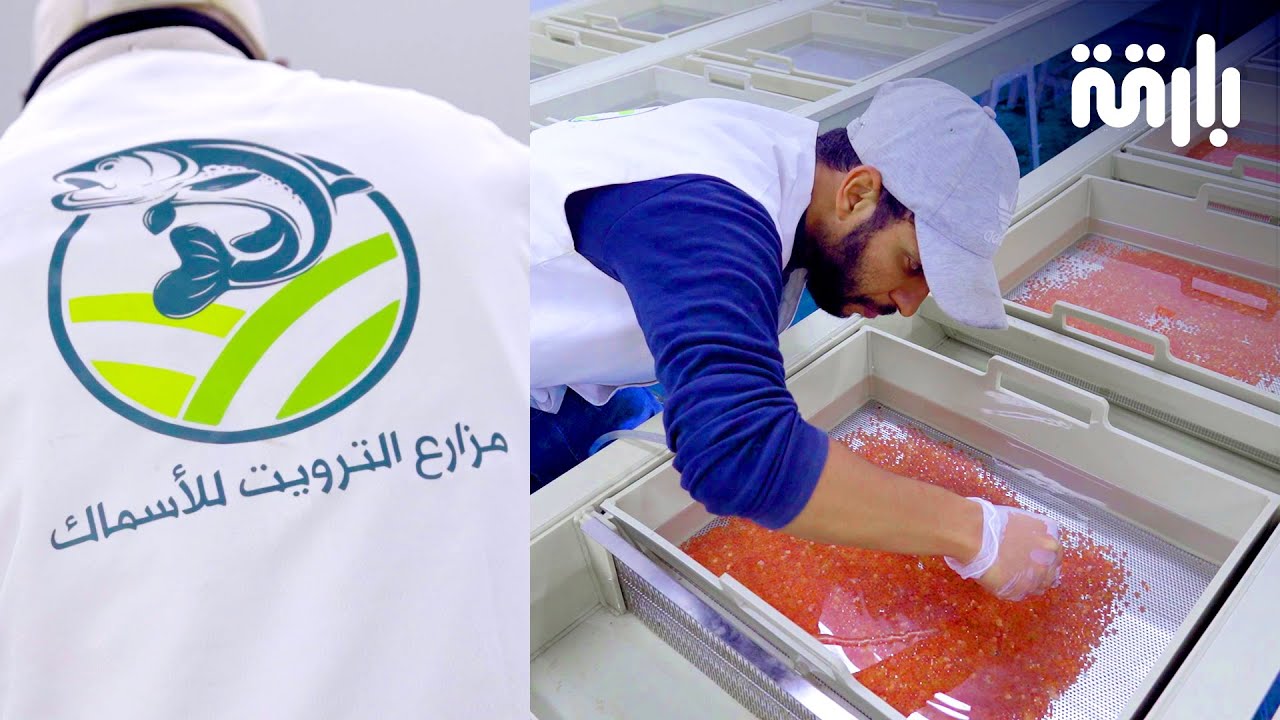 مزرعة الترويت: قصة نجاح سعودية تُلهم العالم في مجال الاستزراع السمكي #بارقة_للإنتاج_الإعلامي
