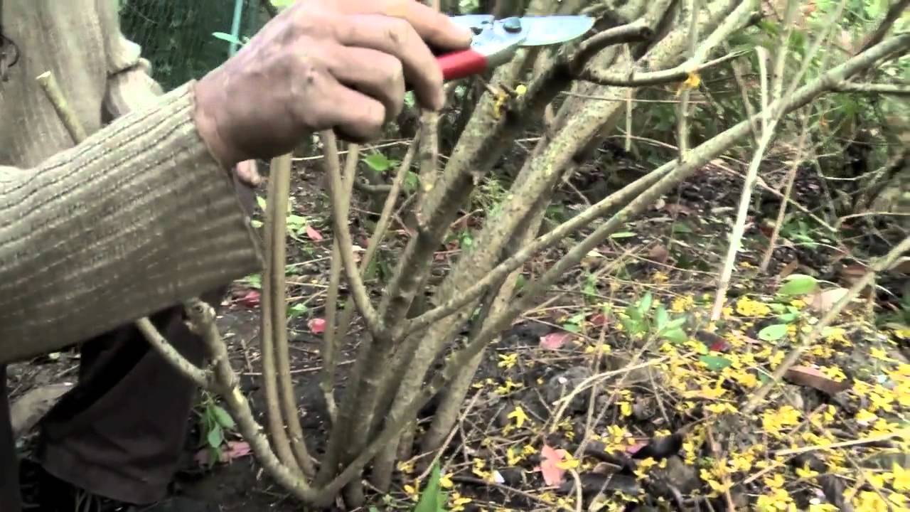 La taille du Forsythia