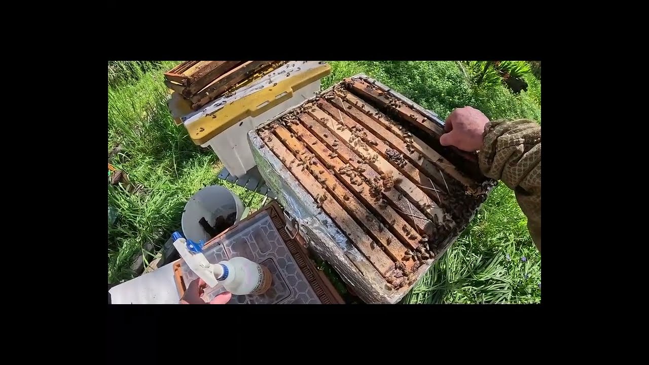 3/12 LITTLE BIG HIVE #beerescue #honey #beekeeper #beehive #varroa #apimaye #Bee