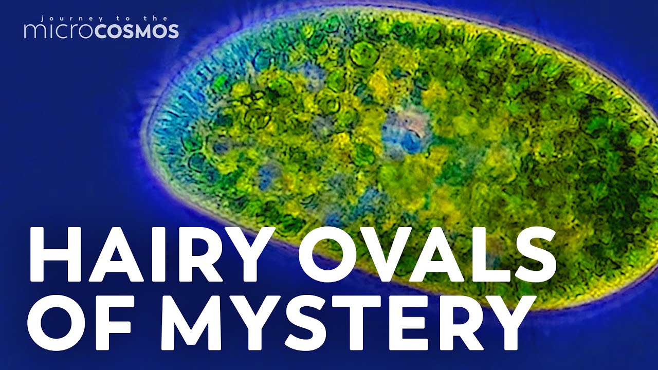 Paramecium: The White Rat of Ciliates