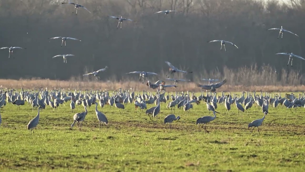 2022 Sandhill Cranes Fall Migration | Jasper Pulaski Fish and Wildlife Area