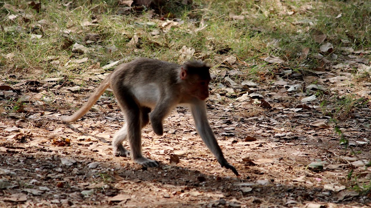 Handicapped monkey climbing the tree.
