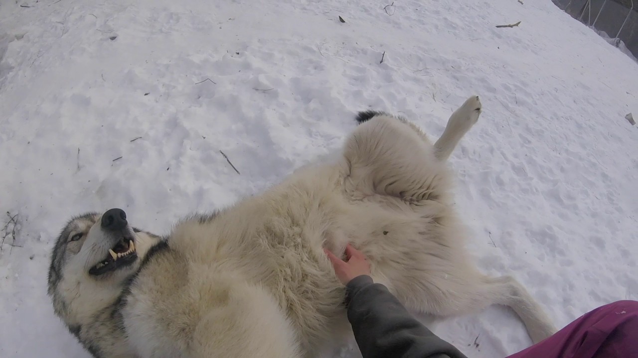 Another Very Happy Wolfdog