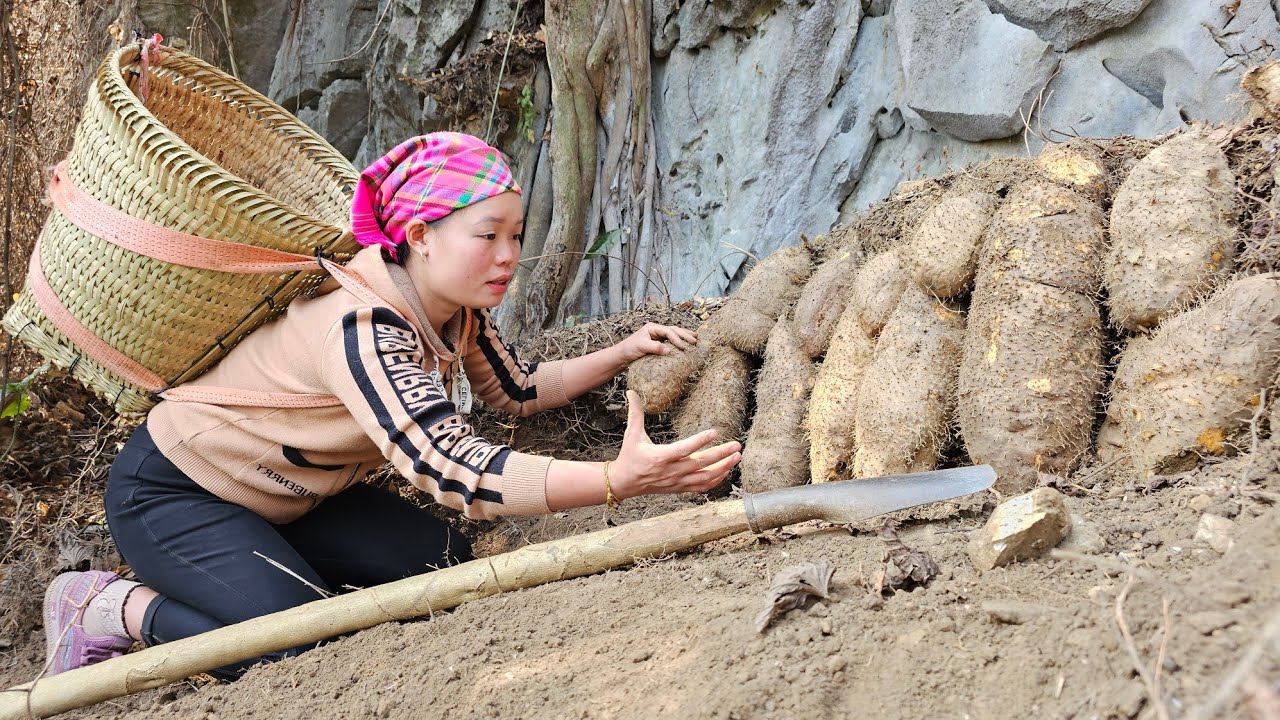 "Harvesting Giant Yam Roots Underground to Sell at Market - Animal care | Trieu Mai Huong".