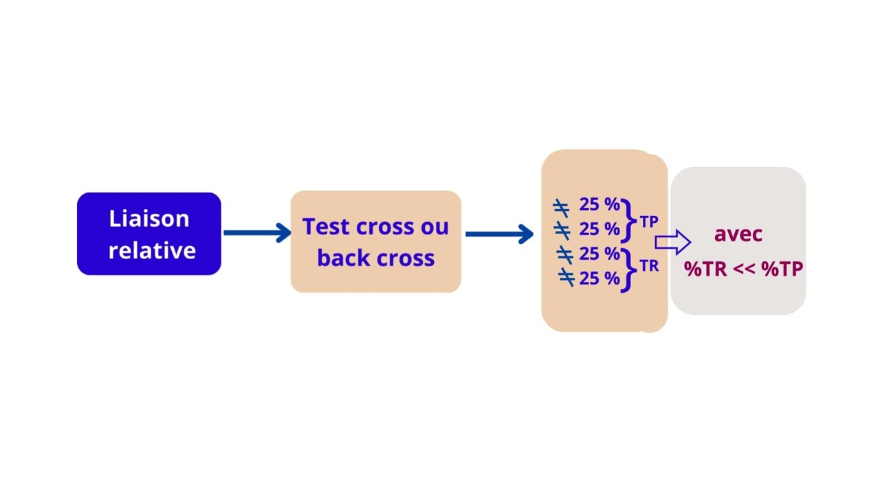 Comment  Distinguer Entre  Deux Gènes Indépendants  Et deux Gènes Liés