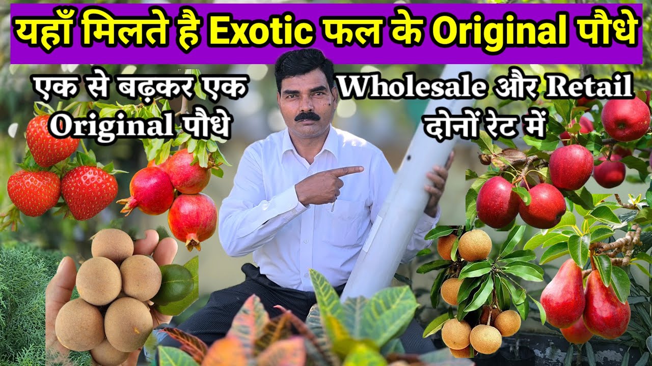 Best Online Fruit Plant Nursery in kolkata| Online Fruit Plant Nursery