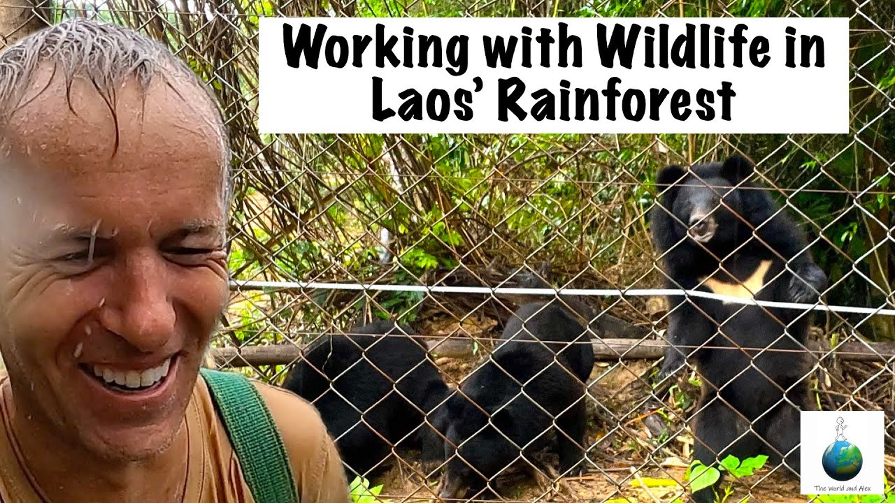 What it's Like to Volunteer with Wildlife in Laos 🐻🇱🇦🐒