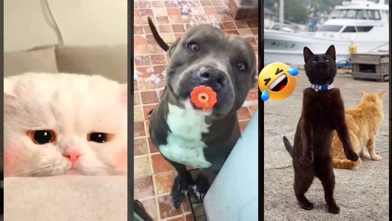 Funny Pets 🐕 #viral 😼 #worldofanimals Part 6589