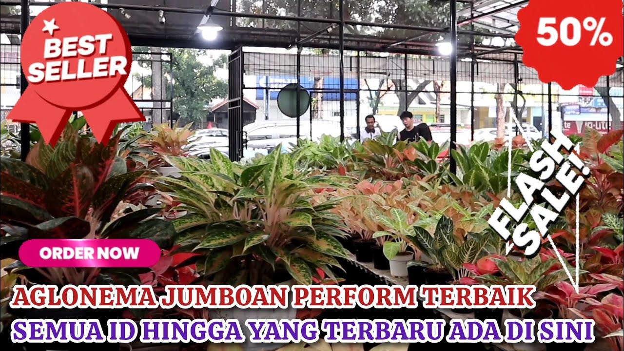 PROMOAN AGLONEMA JUMBOAN PERFORM TERBAIK. SEMUA ID HINGGA YG TERBARU HADIR, PASTINYA MURAH. Eps 1603