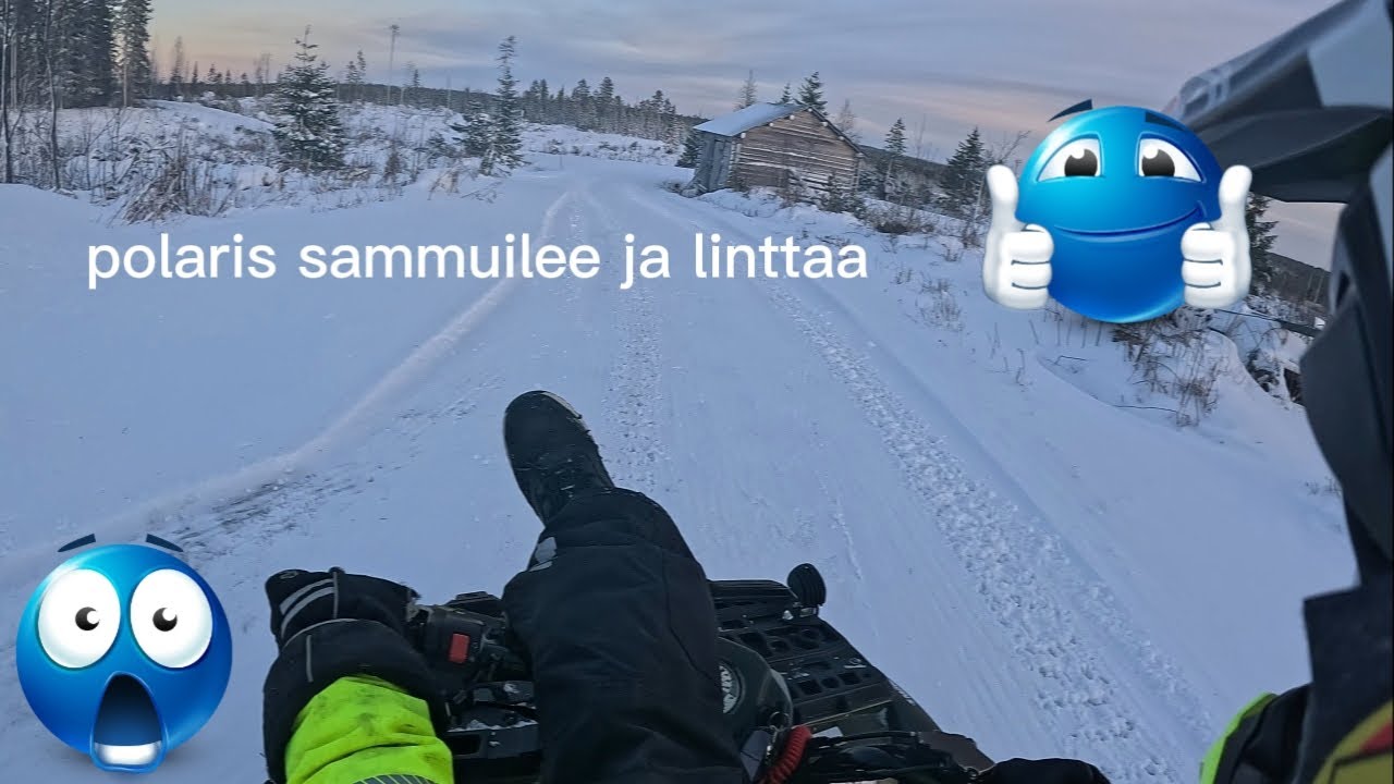 Polariksella linttaa ja polaris sammuilee