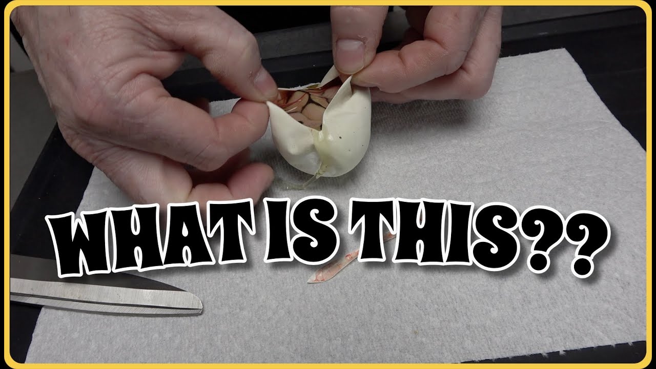 What Do We Have Here?? Ball Python Egg Cutting!