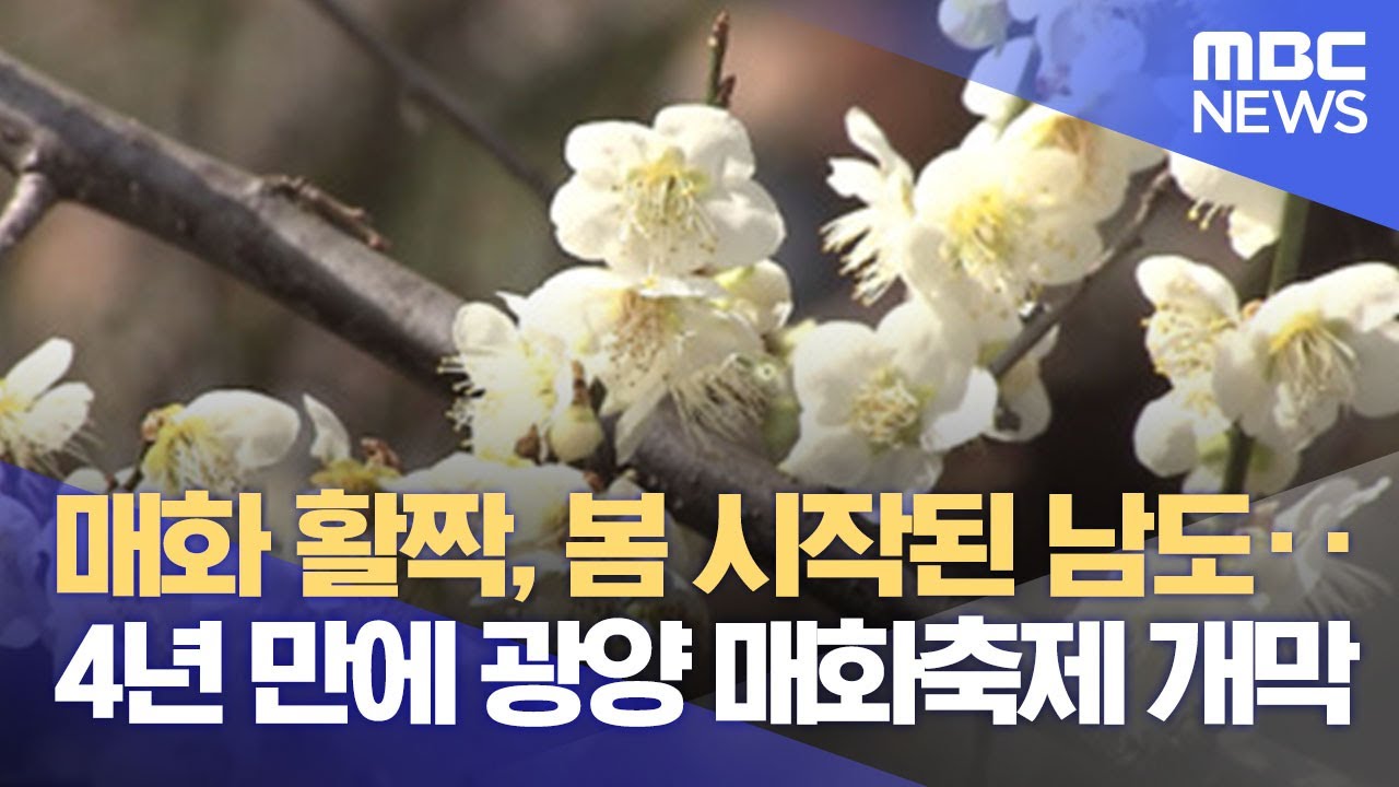 매화 활짝, 봄 시작된 남도‥4년 만에 광양 매화축제 개막 (2023.03.10/뉴스데스크/MBC)