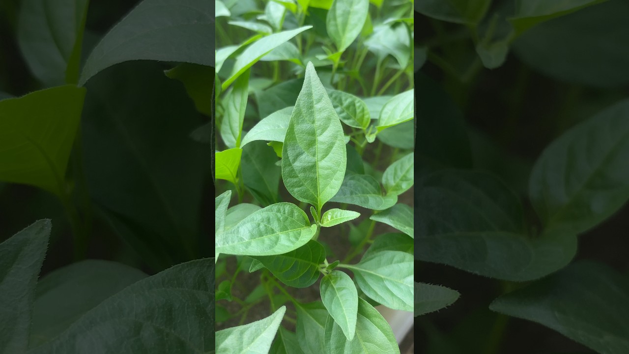 Jual bibit cabe rawit merah