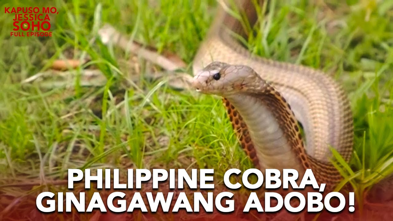 Pagkain ng ahas, mabisang panggamot sa iba&rsquo;t ibang uri ng sakit? | Kapuso Mo, Jessica Soho