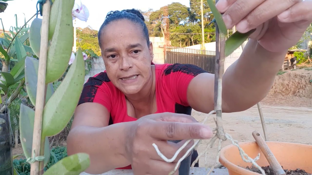 veja como é fácil cultivar a sua orquídea epidendrum