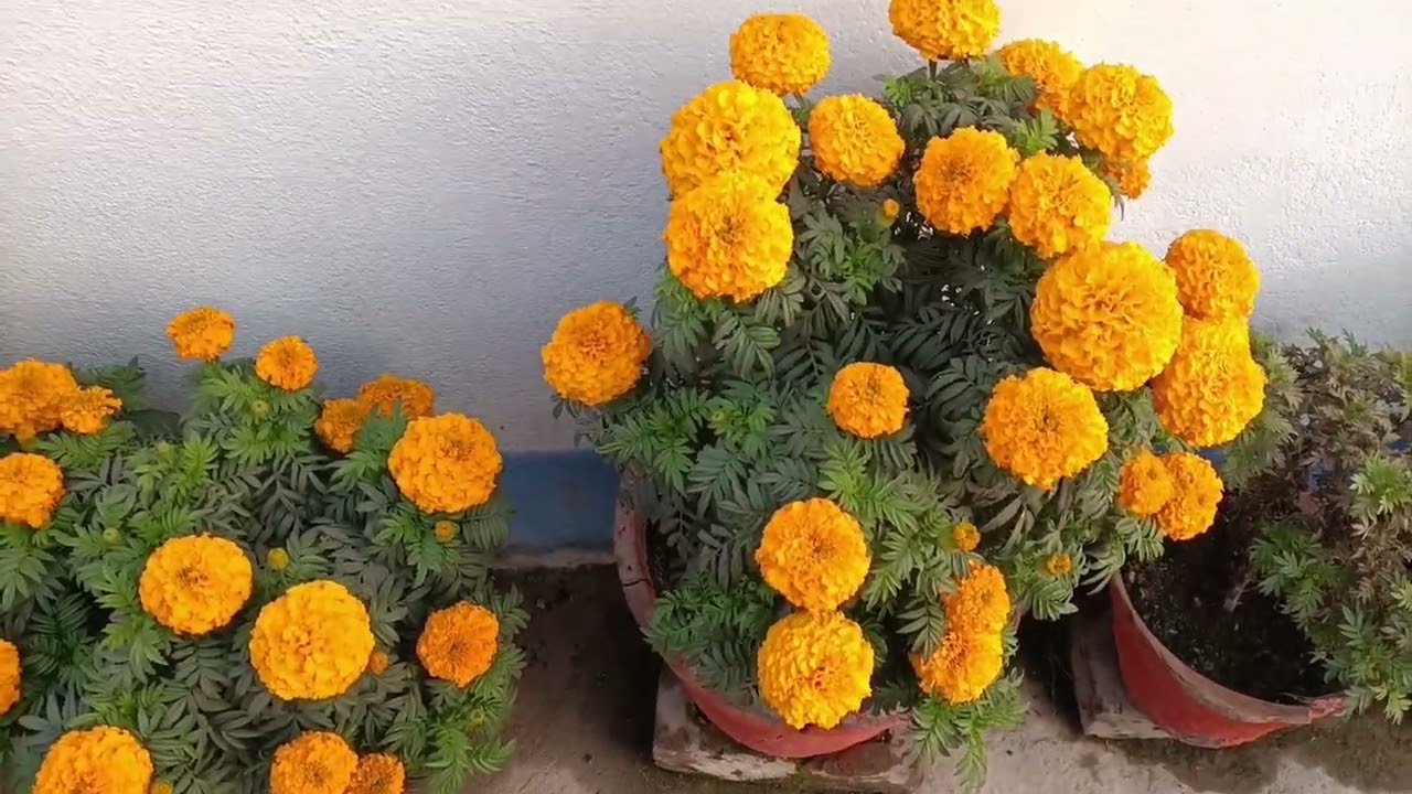 Hello friend Mina Kumari ke block mein aap log ka swagat hai aap log pura video dekhiae ga please 🙏👍