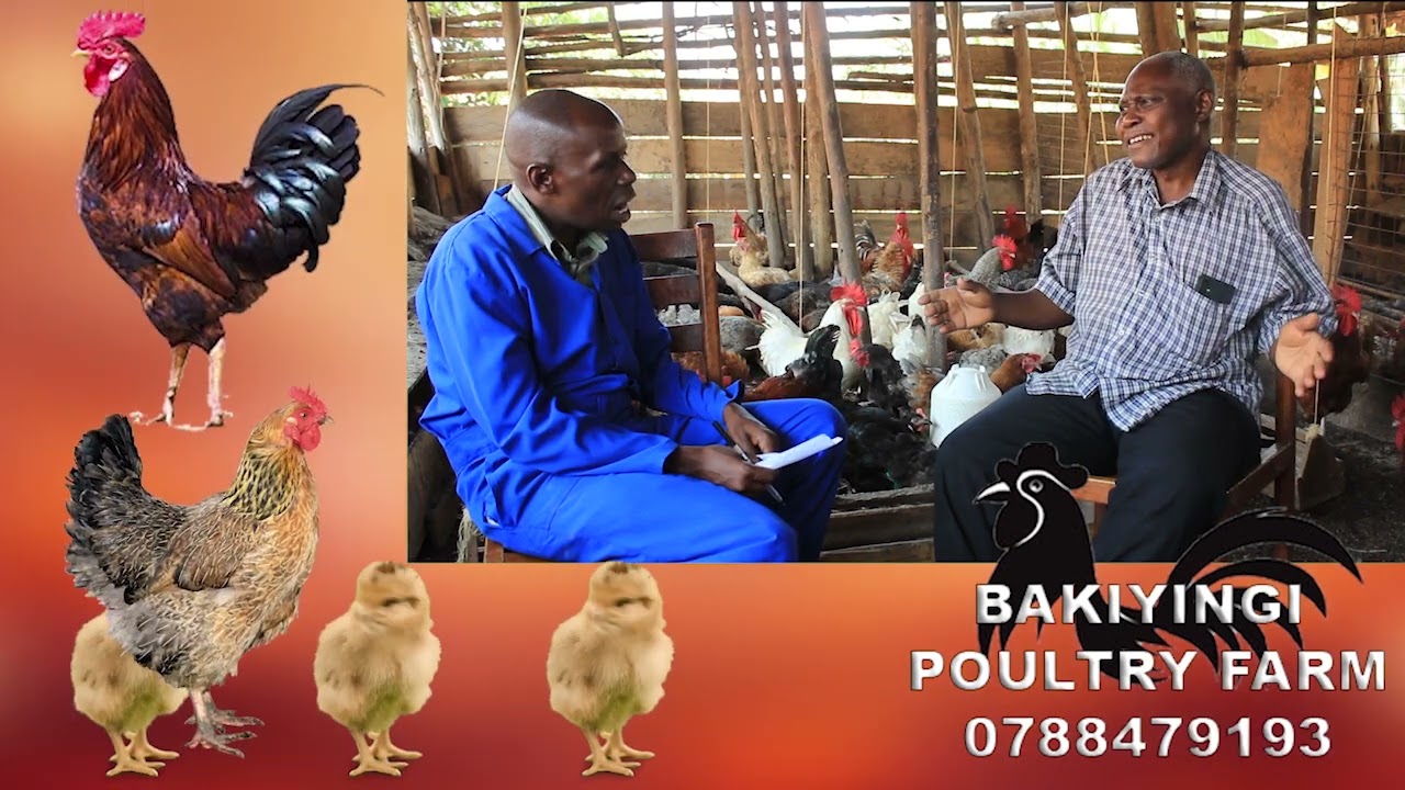 Part one Pastor male akomyewo nokulunda enkoko muje tuyige wamu fena