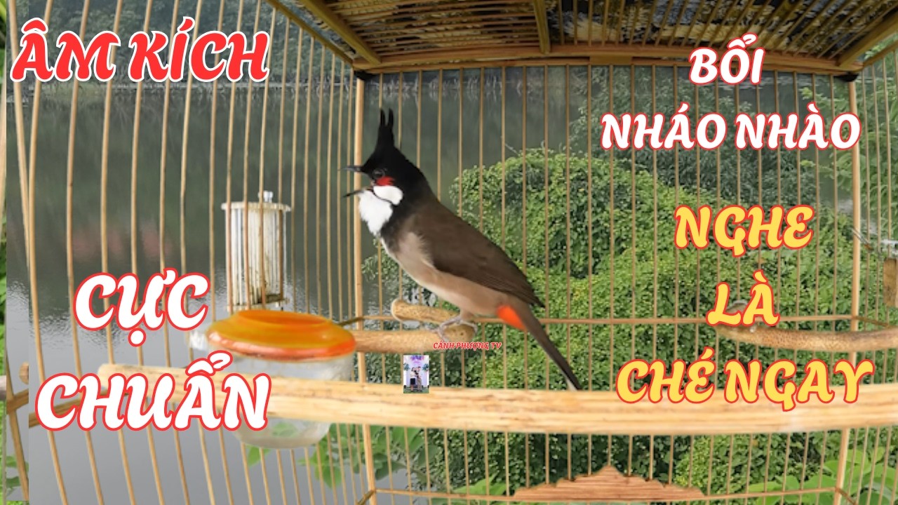 Chào Mào Kích Bổi Lên Lửa!.. Luyện Chào Mào Hót Đấu - Chào Mào Kích Trống Hót Căng Lửa. chào mào đấu