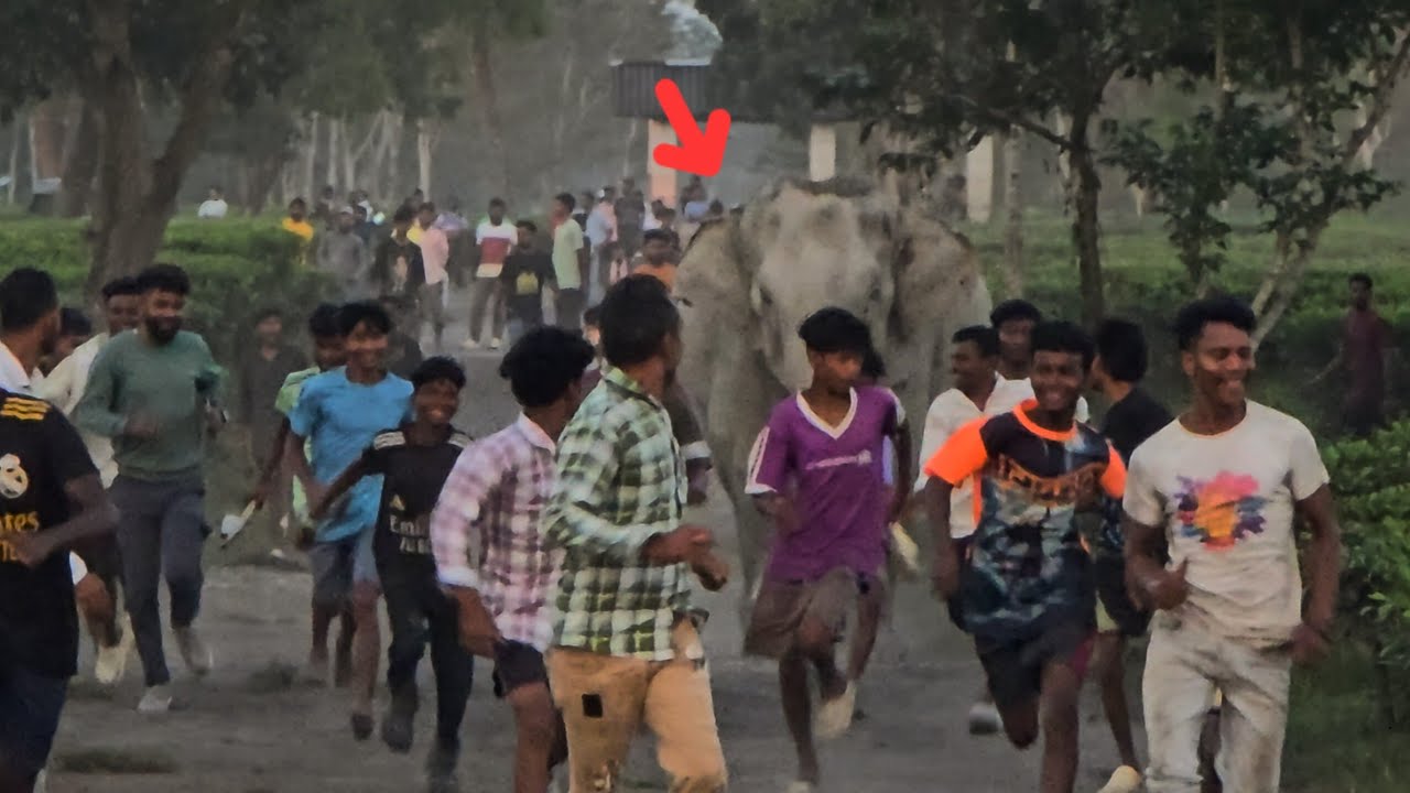 27 January 2026 #assam #animals #wildlife 