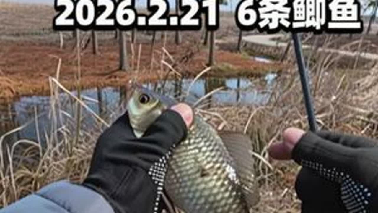 2026年2月21日，上海崇明野钓。一个半小时，钓到6条鲫鱼，过了手瘾就回家。