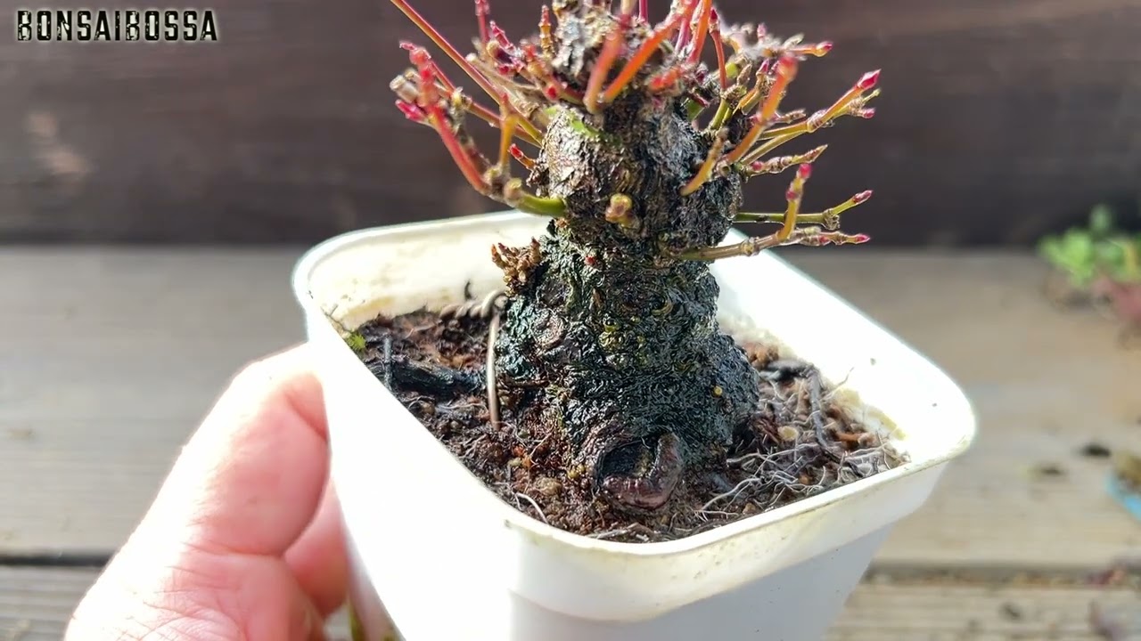 荒皮もみじ #盆栽 #bonsai