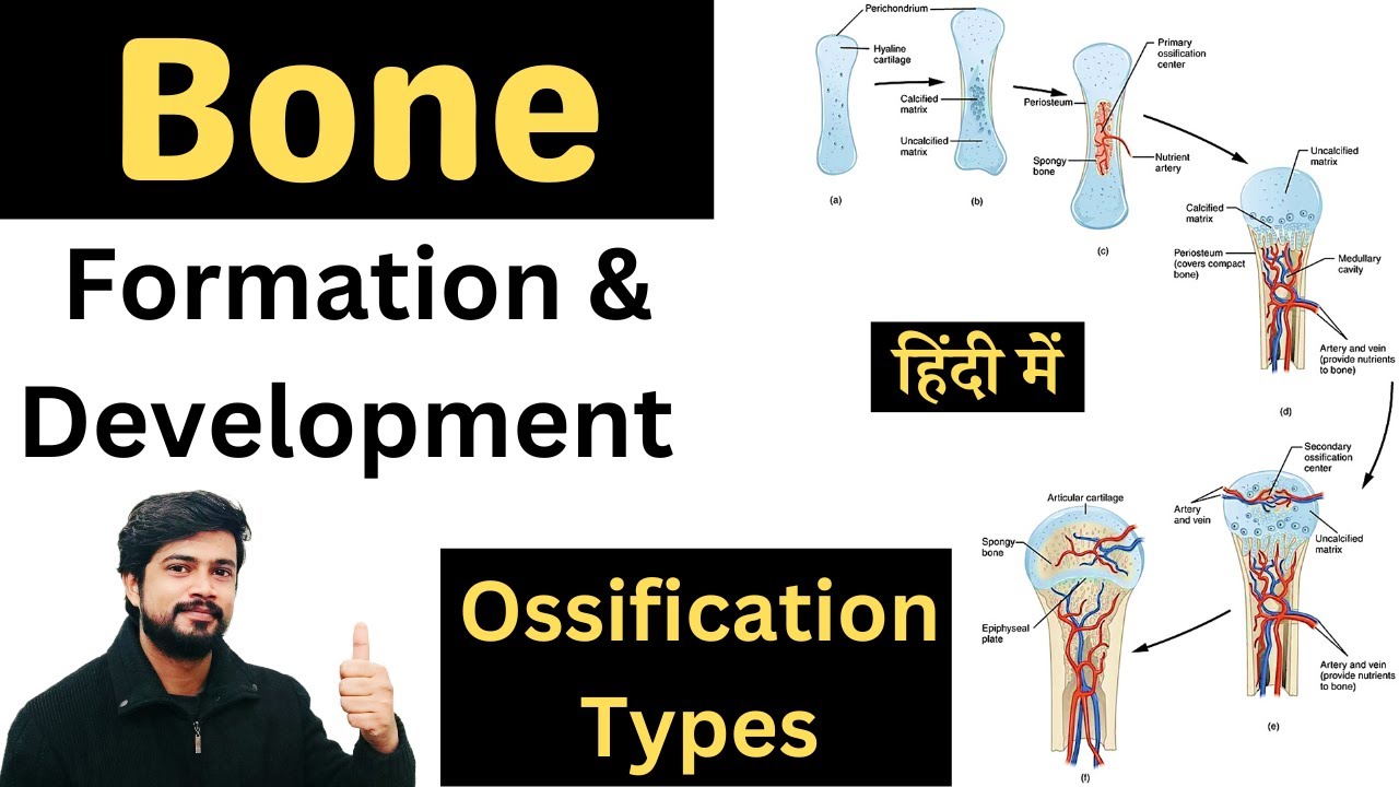 Formation and Development of Bone in Hindi | Ossification of Bone | Intramembranous & Endochondral