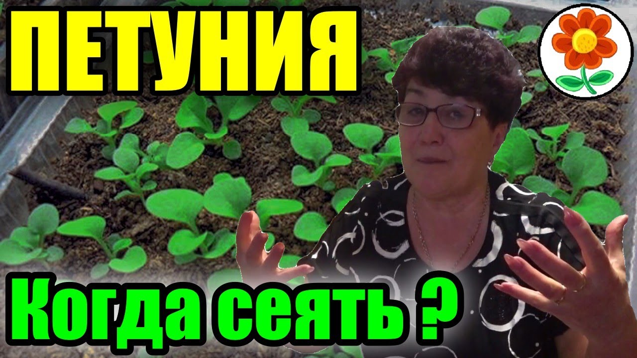 Правильные сроки посева петунии. Ампельной, кустовой и махровой.