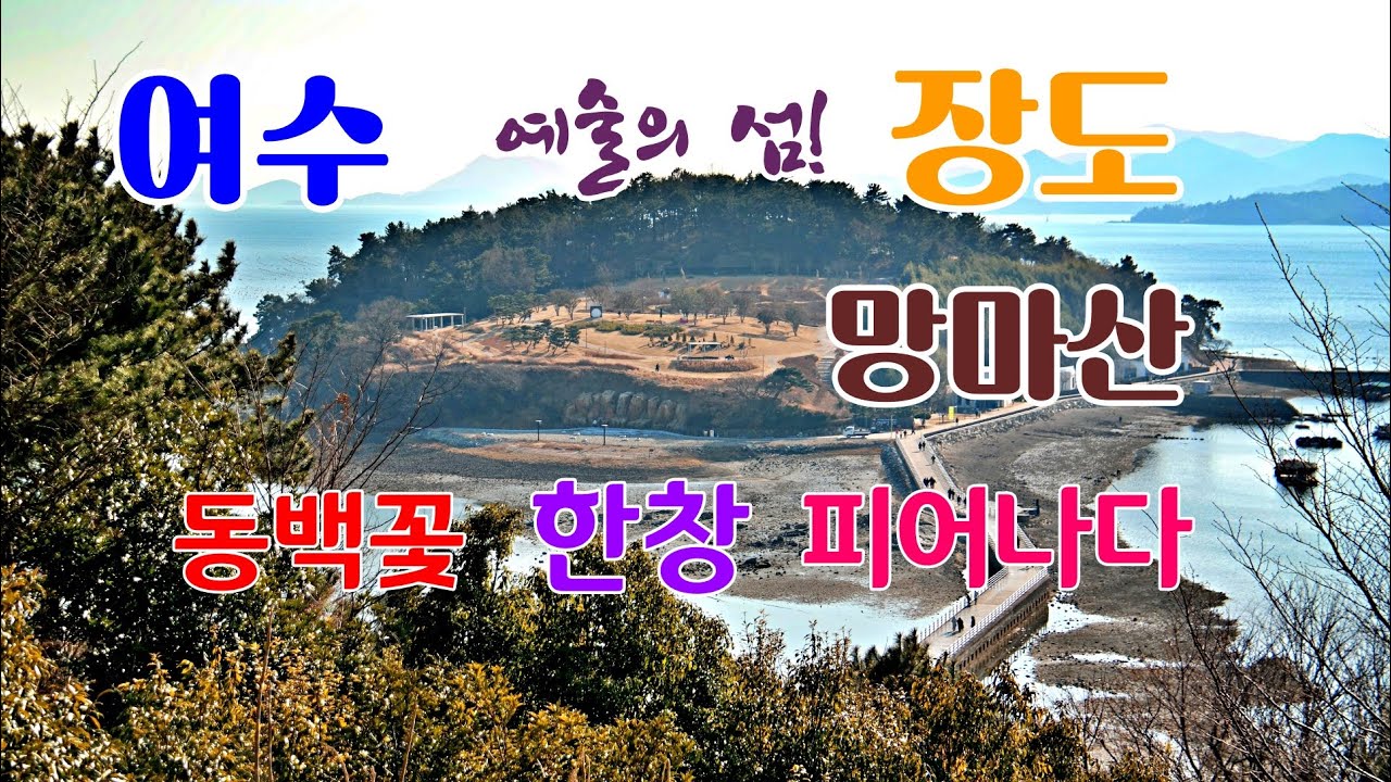 여수 예술의 섬 장도와 망마산에 동백꽃 피다 