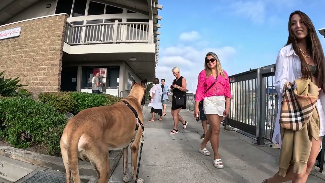 Cash 2.0 Great Dane at Dana Point Harbor 6