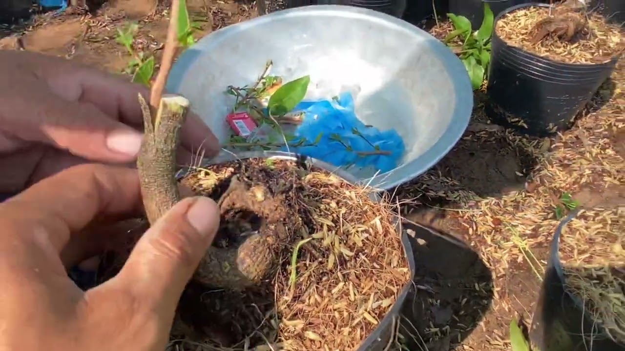 Mẹo ghép mai gốc nhớt nhanh liền cốt nhất giúp cây khỏe nhanh lớn