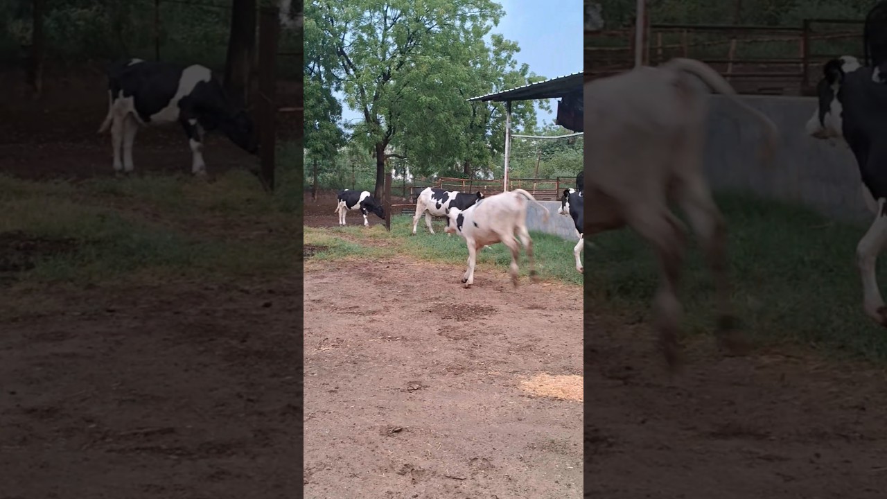 hf calf grower stage at Patel dairyfarm