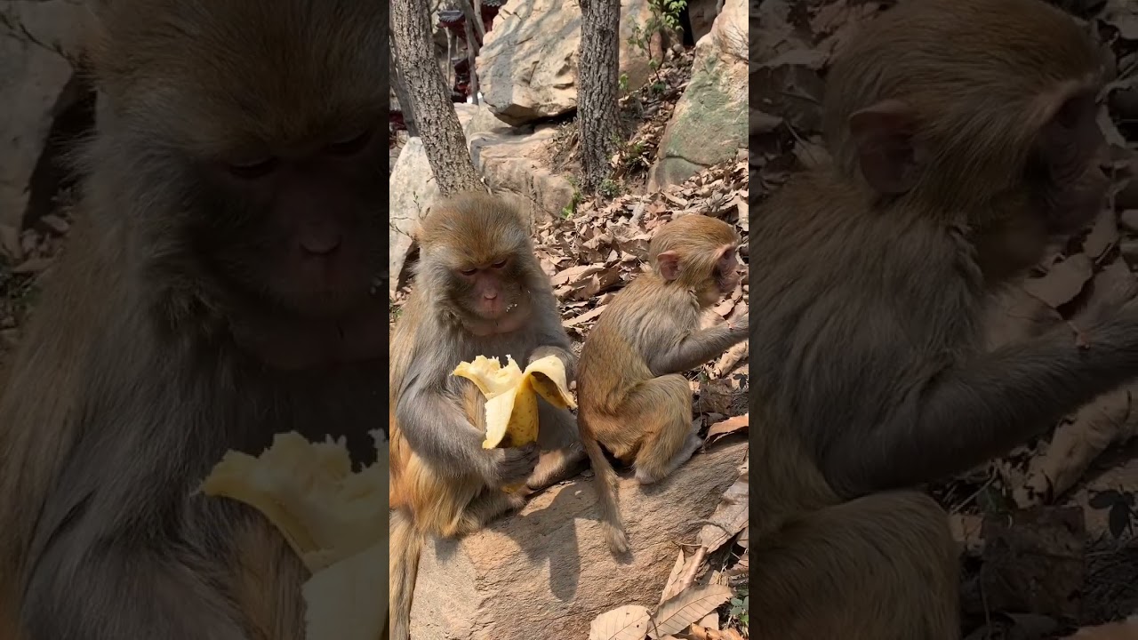 Best Monkey Baby monkey Animals monkeys Cute Monkey videos #Shorts 1060