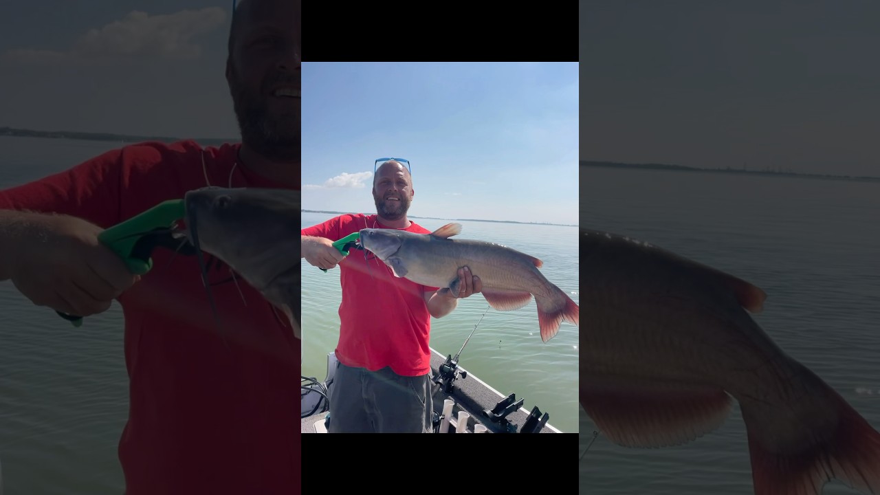 Great day on Sandusky Bay, Bling n eye Catfish floats!! 