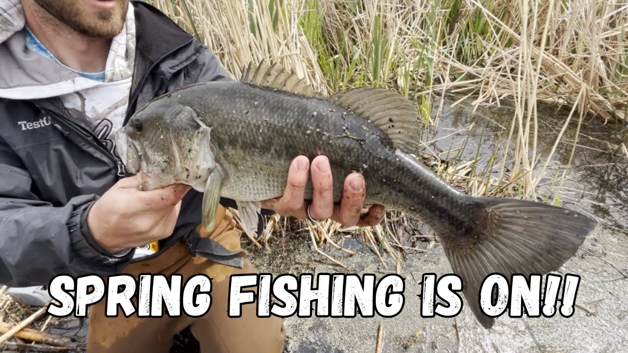 Utah Lake Spring Fishing Report 2025
