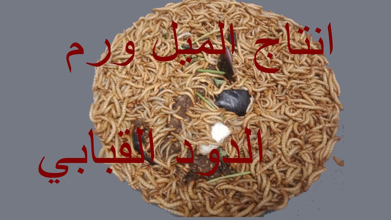 اتتاج الميل ورم-الدود القبابي