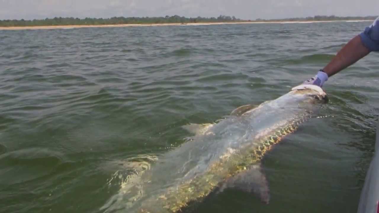 Tarpon West Africa