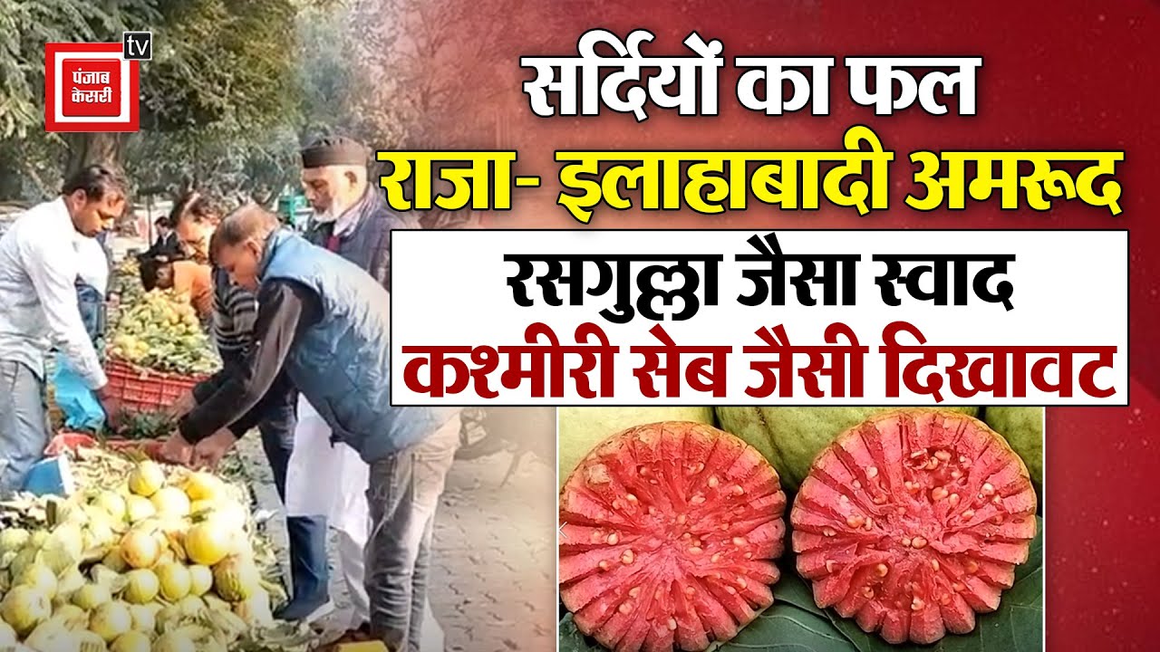 Allahabadi Guava: रसगुल्ला जैसा स्वाद, कश्मीरी सेब जैसी दिखावट: इलाहाबादी अमरूद बना ठंडी का सितारा
