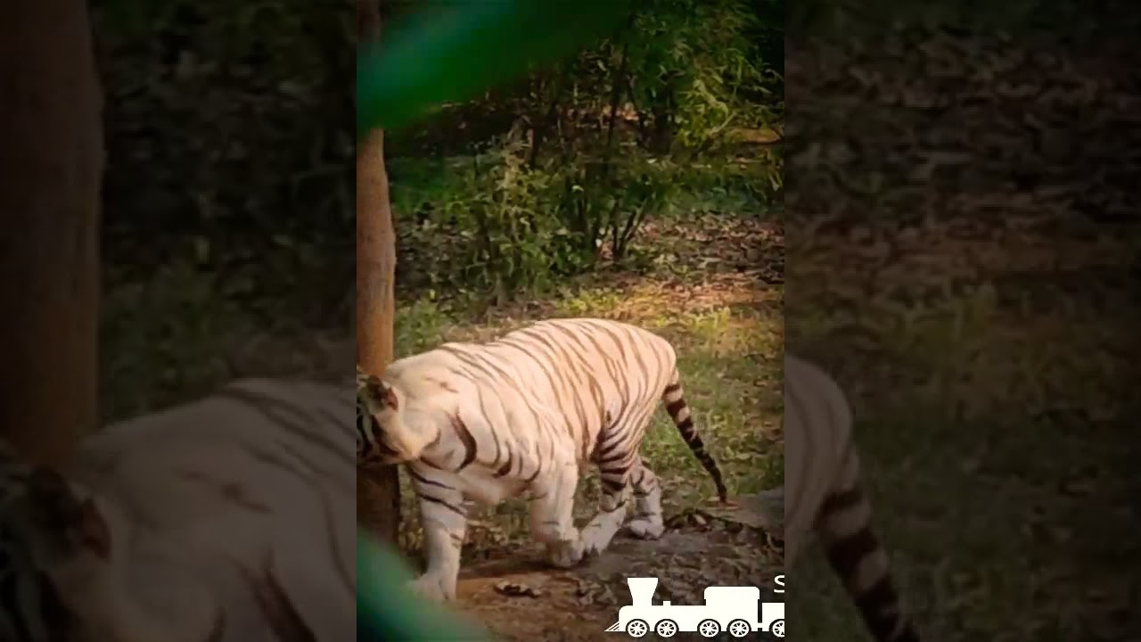 #tiger #birsa munda biological zoo #ranchi jharkhand